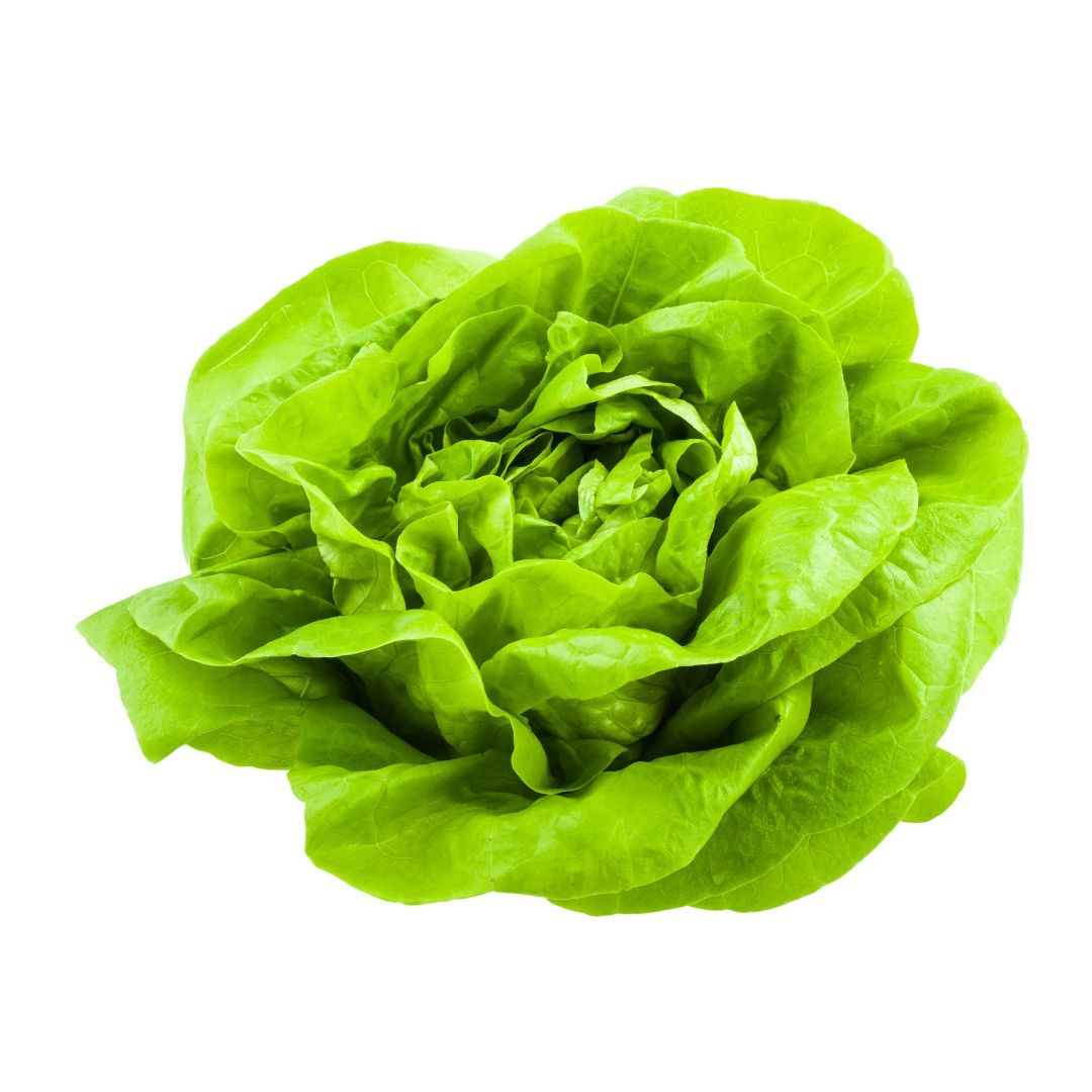 Lechuga Mantecosa&nbsp;unidad