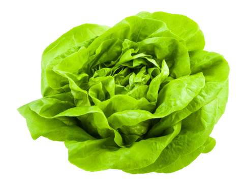 Lechuga Mantecosa unidad
